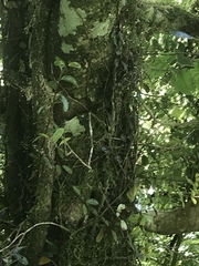 Mokopirirakau southern north island