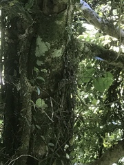 Mokopirirakau southern north island