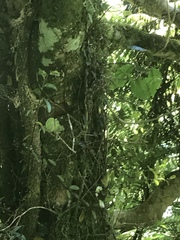 Mokopirirakau southern north island