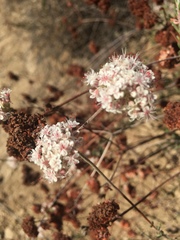 Eriogonum fasciculatum fasciculatum