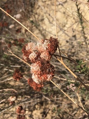 Eriogonum fasciculatum fasciculatum
