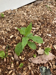 Lysimachia clethroides