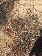 Eriogonum fasciculatum fasciculatum