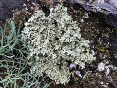 Xanthoparmelia pulla