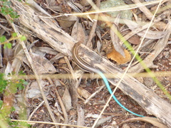 Pholidoscelis auberi