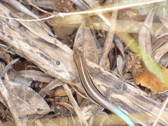 Pholidoscelis auberi