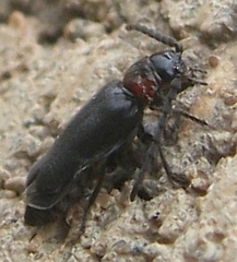Ditemnus bidentatus
