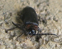 Ditemnus bidentatus