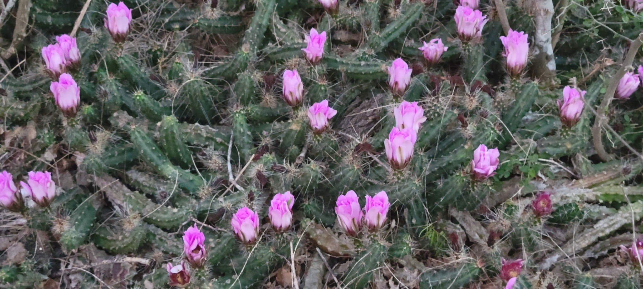 Echinocereus berlandieri | Botanico Hub