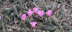 Echinocereus berlandieri