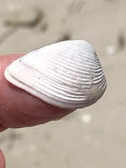 Anomalocardia cuneimeris