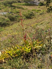 Tillandsia secunda