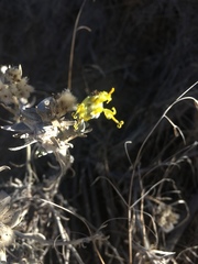 Tetradymia comosa