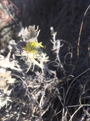 Tetradymia comosa