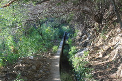 Chloroleucon mangense