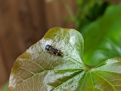 Ptosima laeta