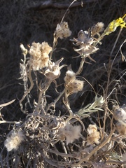 Tetradymia comosa