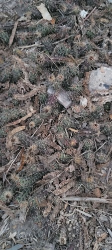 Echinocereus berlandieri