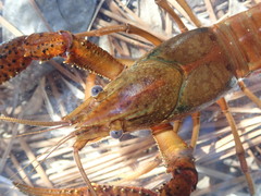 Procambarus leonensis