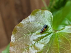 Ptosima laeta