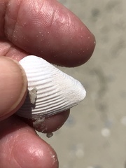 Anomalocardia cuneimeris