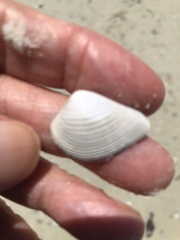 Anomalocardia cuneimeris