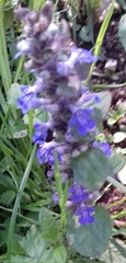 Ajuga reptans