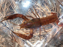 Procambarus leonensis