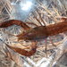 Procambarus leonensis - Photo (c) Daniel Folds,  זכויות יוצרים חלקיות (CC BY-NC), הועלה על ידי Daniel Folds