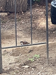 Passer domesticus
