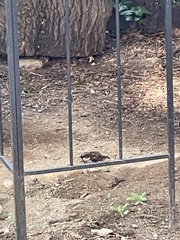 Passer domesticus