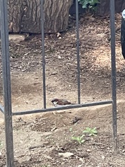 Passer domesticus