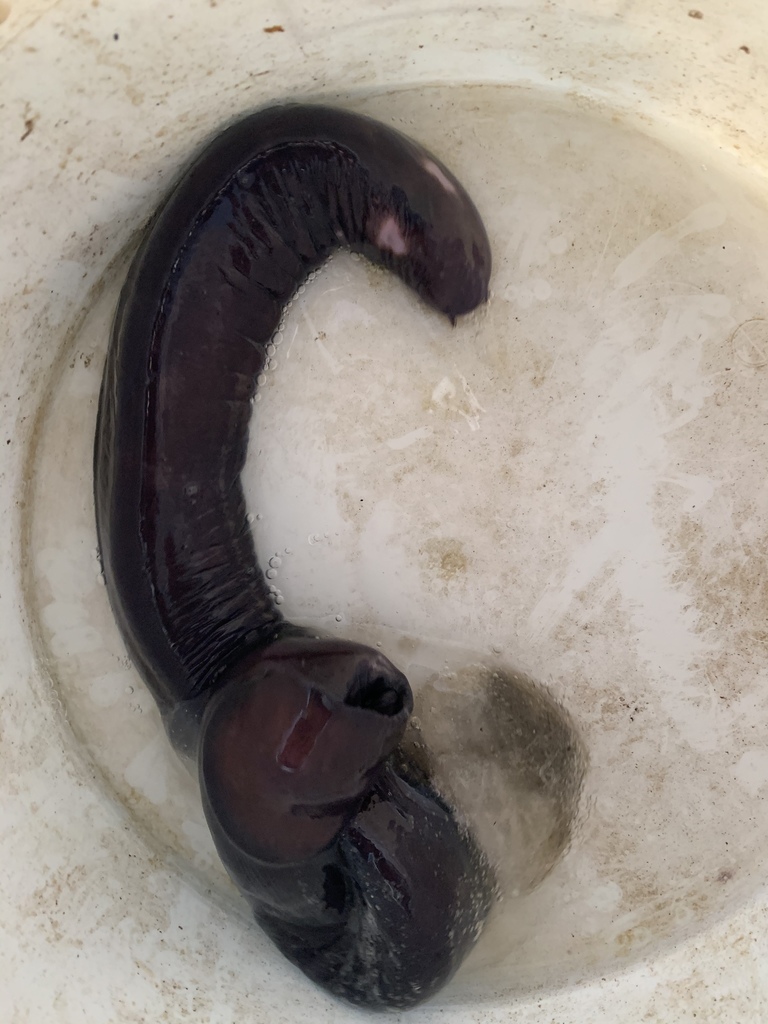 Zwarte slijmprik (Eptatretus deani) — Myxinidae