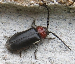 Ditemnus bidentatus