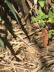 Aspidoscelis gularis