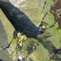 Siphonaria australis image