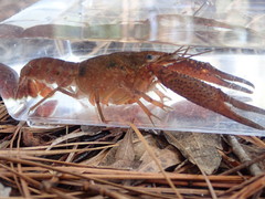 Procambarus leonensis