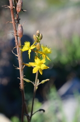 Bulbine praemorsa