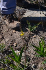 Bulbine praemorsa