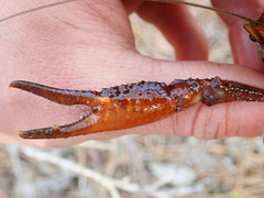 Procambarus leonensis