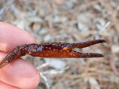 Procambarus leonensis