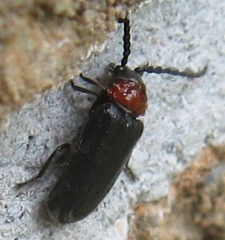 Ditemnus bidentatus