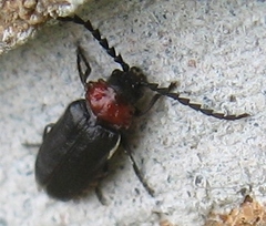 Ditemnus bidentatus