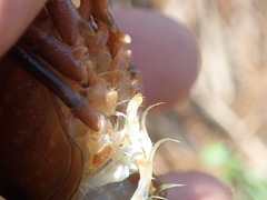 Procambarus leonensis