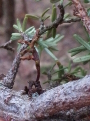 Arceuthobium tsugense