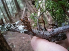 Arceuthobium tsugense