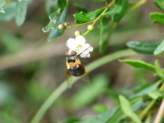 Copestylum abdominale