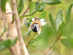 Copestylum abdominale