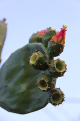 Opuntia dejecta
