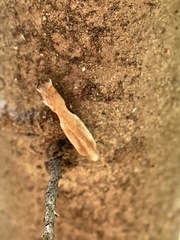 Pseudexentera costomaculana